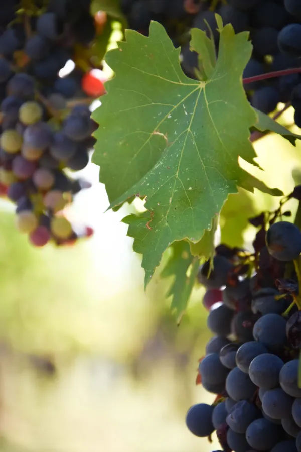 Azienda vinicola Lisini Vino